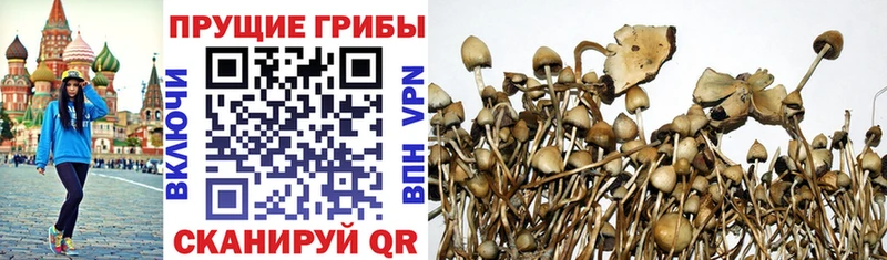 Псилоцибиновые грибы Psilocybe  Горняк 